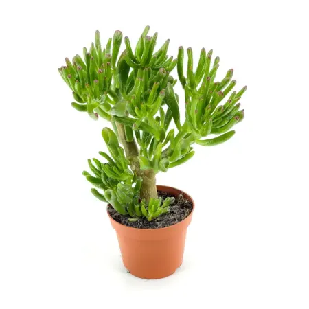Крассула Овата Бэйсик ø12 h18 см