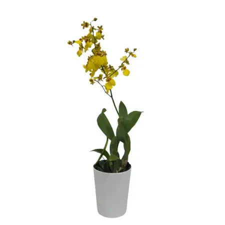 Онцидиум медовый ø9 h70 - 75 см