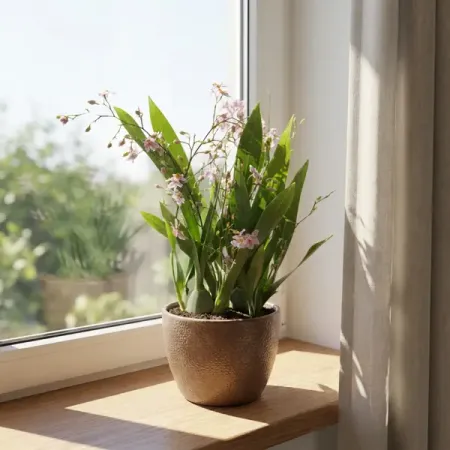 Онцидиум Тай Парфюм ø9 h50 - 60 см