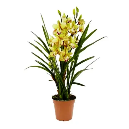 Цимбидиум ø20 h80 см