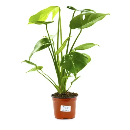 Монстера Дель Тауэрс ø12 h35 см джейсон дель рей победитель продаёт всё