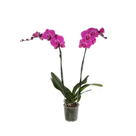 Фаленопсис микс ø12 h60 см орхидея фаленопсис микс 1 стебель ø12 h50 см