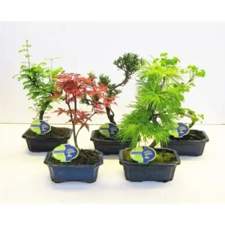 Бонсай Традиционный микс ø11 h20 см искусственные бонсай мerylover зелёные