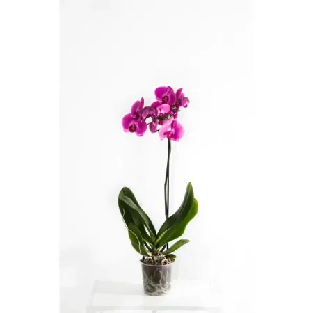 Фаленопсис Промо микс ø12 h40 - 75 см орхидея фаленопсис микс 1 стебель ø12 h50 см