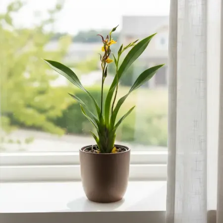 Онцидиум микс ø9 h40 - 50 см