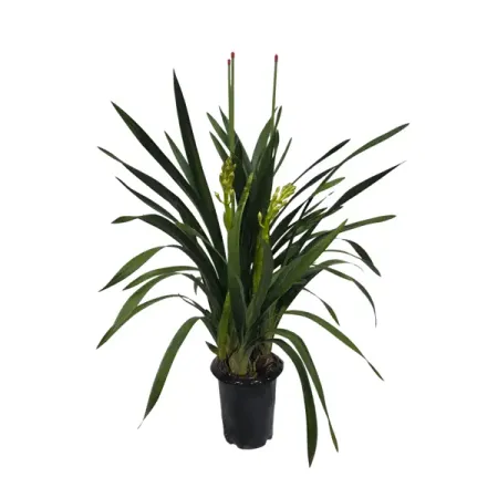 Цимбидиум 3 ствола ø20 h80 см