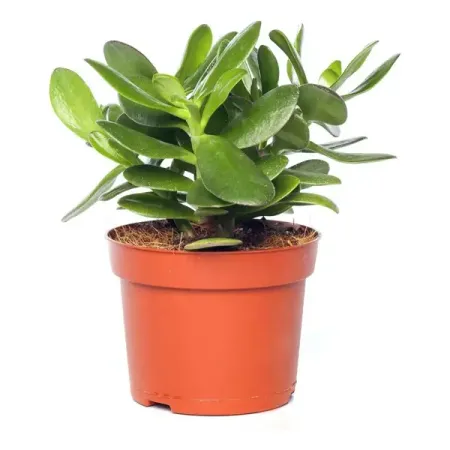 Крассула микс ø12 h15 см