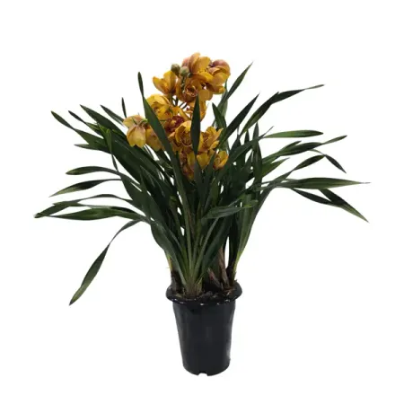 Цимбидиум желтый ø20 h80 см