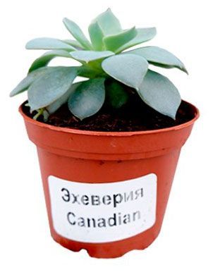 Живое растение суккулент Эхеверия в ассортименте в горшке d 5,5 h 10 см, 1 шт