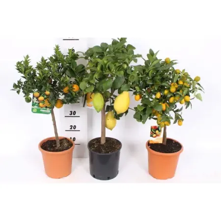Цитрус микс ø21 h70 см цитрус микс ø21 h70 см