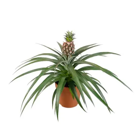 Ананас Вариегата ø12 h45 см