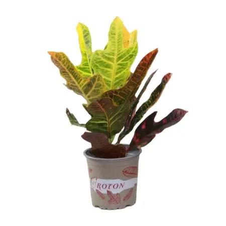 Кротон мелколистный Экселент и Петра ø13 h35 см