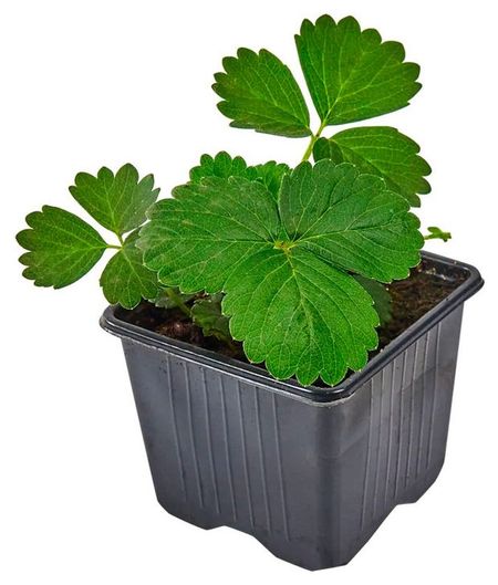 Рассада ягод ЕТК Земляника живая садовая Альба в горшке, Р9 георг альба главный редактор всея руси