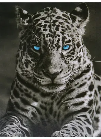 Картина для раскрашивания по номерам. Король ночи, 40 x50 см