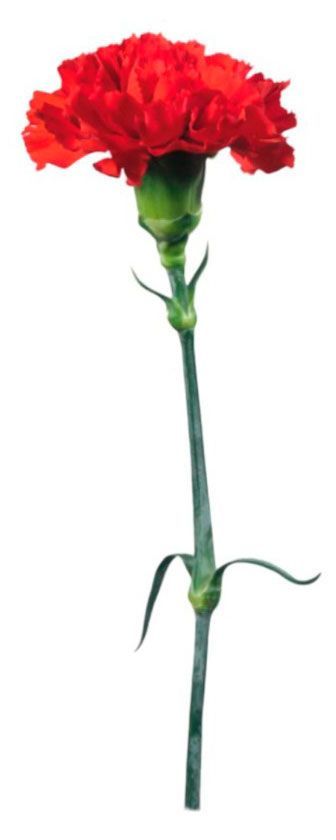 Гвоздика одноголовая живая срезанная для букета в ассортименте, 1 шт