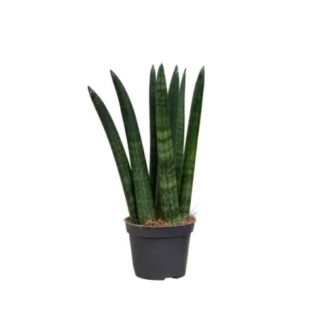 Сансевиерия Микадо ø8.5 h25 см