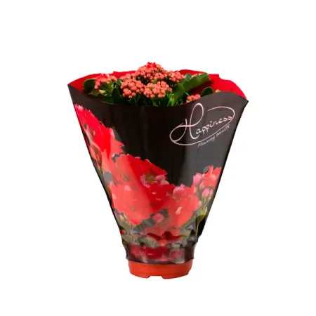 Каланхое Розалина ø15 h25 - 29 см