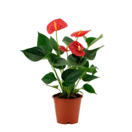 Антуриум микс ø14 h45 - 50 см