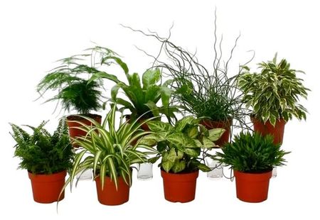 Живое растение Плант-микс в ассортименте в горшке d 8 см, 1 шт