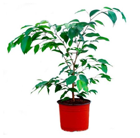 Живое растение Фикус Бенджамина дерево в ассортименте в горшке d 29 h 150 см, 1 шт