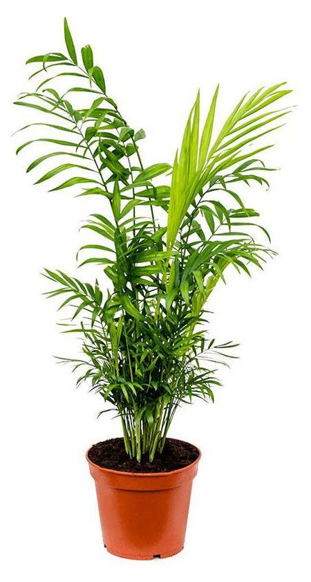 Живое растение пальма Хамедорея Элеганс зеленая в горшке d 12 h 40 см, 1 шт