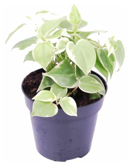 Живое растение Пеперомия Лазящая в ассортименте в горшке d 15 h 25 см, 1 шт