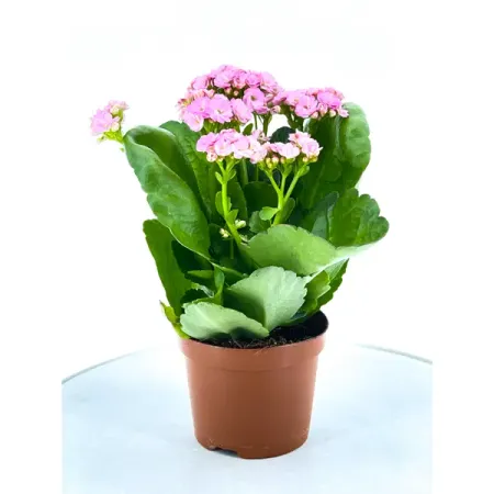 Каланхое Гуди микс ø10.5 h22.5 см