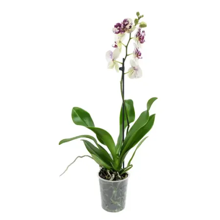Орхидея Фаленопсис микс ø12 h60 см орхидея фаленопсис микс 1 стебель ø12 h50 см