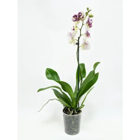 Орхидея Фаленопсис микс ø12 h60 см