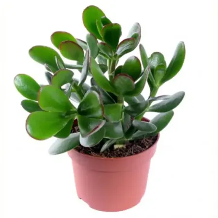 Крассула Овата ø12 h25 см