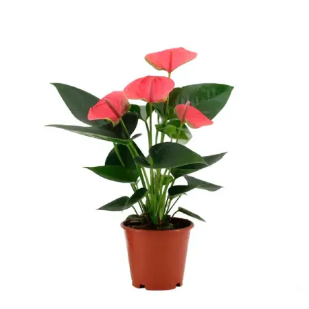 Антуриум микс ø12 h40 см
