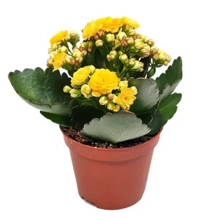 Каланхое Розалина микс ø12 h27.5 см