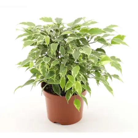 Фикус Бенжамина Кинки ø12 h20 - 27 см
