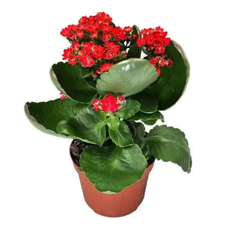 Каланхоэ Розалина Дабл микс ø9 h17.5 см