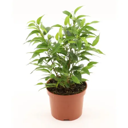 Фикус Бендж Наташа ø12 h30 см