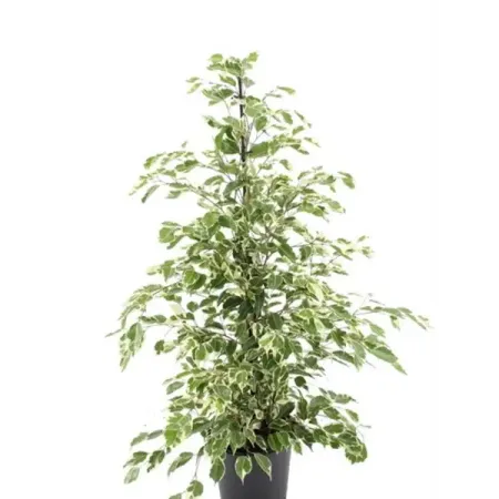 Фикус Бенджамина Твайлайт ø21 h105 см