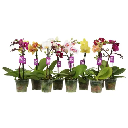 Орхидея Фаленопсис ø6 h25 см орхидея фаленопсис микс 1 стебель ø12 h50 см