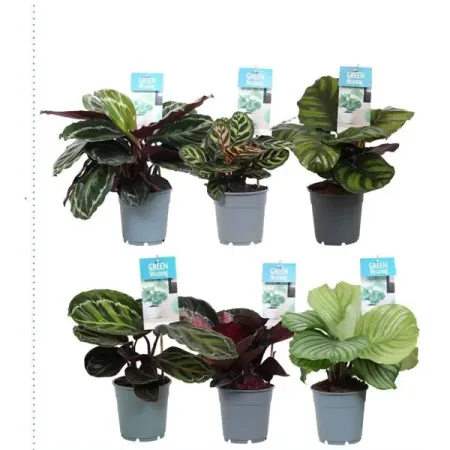 Калатея микс ø12 h35 см