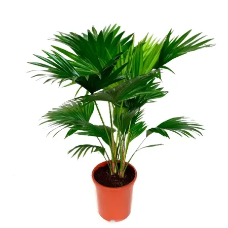 Ливистона круглолистная ø19 h90 см