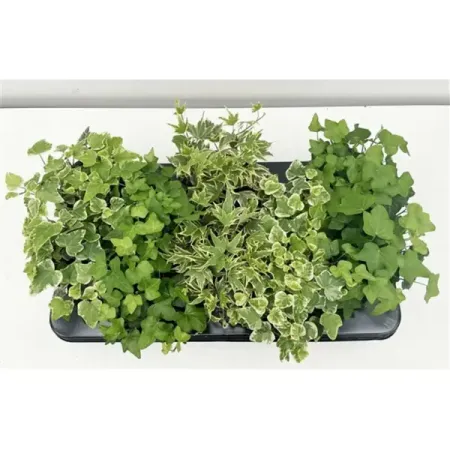 Хедера Хеликс микс ø8.5 h15 см