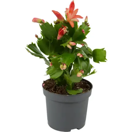 Шлумбергера Mix 9x20 см анатолий а аграфенин гром в январе героическая летопись ораниенбаумского плацдарма в дни блокады