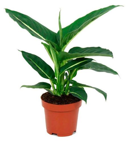 Живое растение Диффенбахия Грин Мэджик в горшке d 12 см, 1 шт