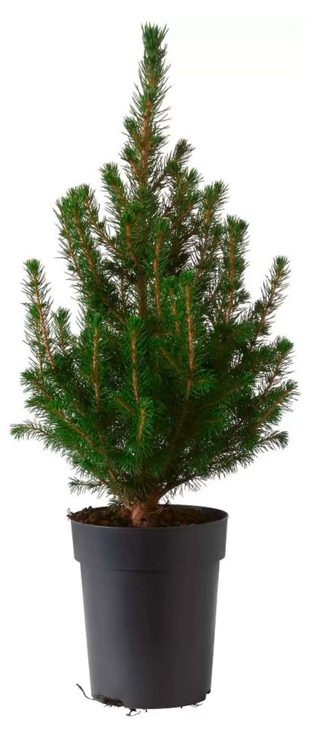 Саженцы хвойных деревьев Ель Европейская в горшке, d 17 h 60 см