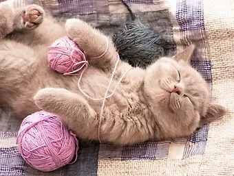 Холст с красками по номерам 40х50см (в коробке) (20цв.) ТМ Рыжий кот Милый котенок с нитками ХК-5882