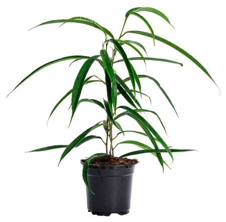 Живое растение Фикус Биннедика Али в горшке d 12 см, 1 шт