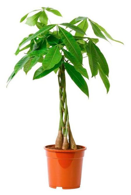 Живое растение пальма Пахира зеленая дерево в горшке d 19 см, 1 шт