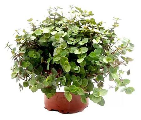 Живое растение Каллизия в ассортименте в горшке d 16 h 25 см, 1 шт