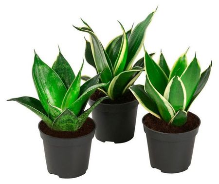 Живое растение Сансевиерия микс в ассортименте в горшке d 12 h 35 см, 1 шт