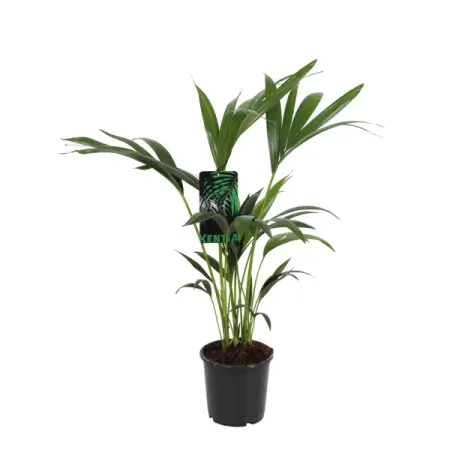 Ховея Форстериана ø17 h70 см