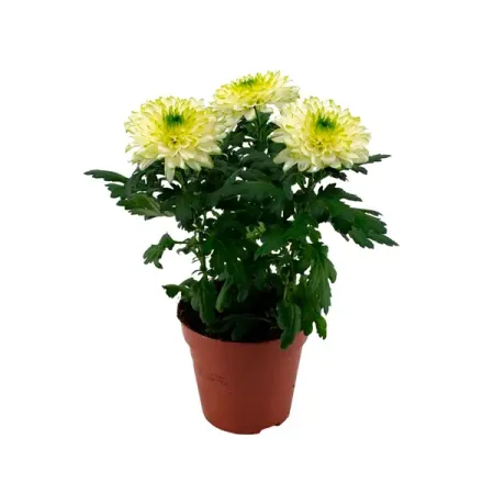 Хризантема Зембла микс ø13 h35 см искусственные ы laurelchow шелк хризантема маргаритка кореопсис гербера